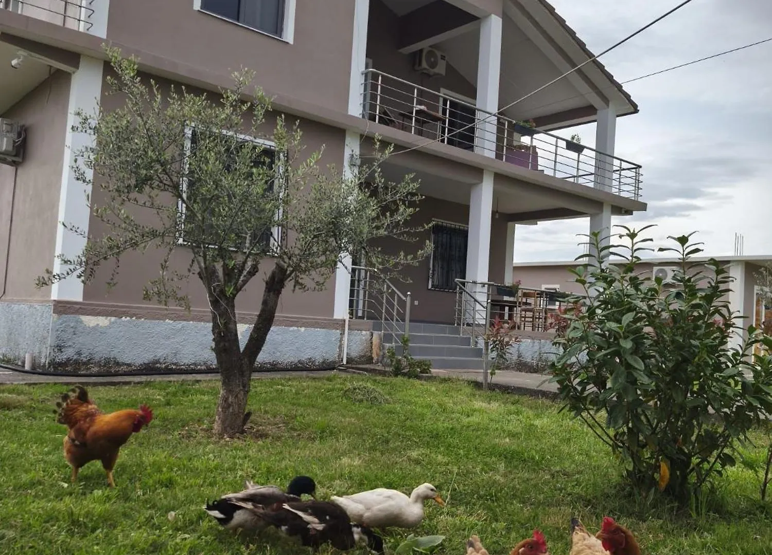 Hotel Villa Ballkan Grilë Albania